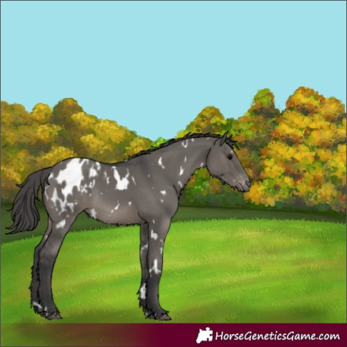 Horse Color:White Spotted Grullo Appaloosa Rabicano 