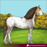 Horse Color:Buckskin Sabino Snowcap 