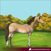 Horse Color:Buckskin Ice Tobiano Rabicano