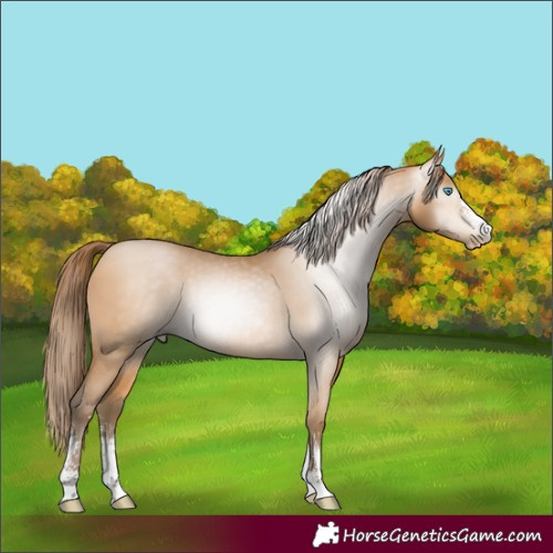 Horse Color:Gray Buckskin Pearl Sabino 