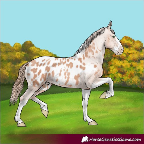Horse Color:Gold Champagne Splash Tobiano Appaloosa 