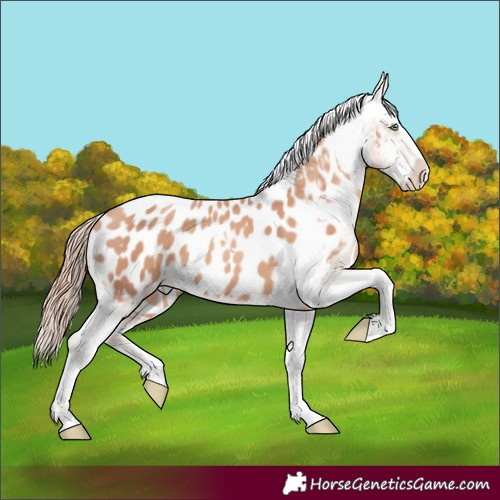 Horse Color:Gold Champagne Splash Tobiano Near Leopard 