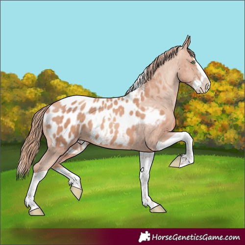 Horse Color:Gold Champagne Splash Tobiano Appaloosa 