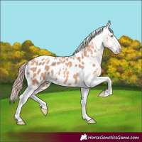 Horse Color:Gold Champagne Splash Tobiano Near Leopard