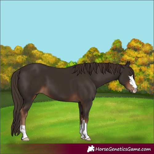 Horse Color:Liver Chestnut 