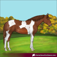 Horse Color:Chestnut Tobiano