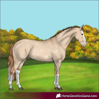 Horse Color:Red Dun Splash