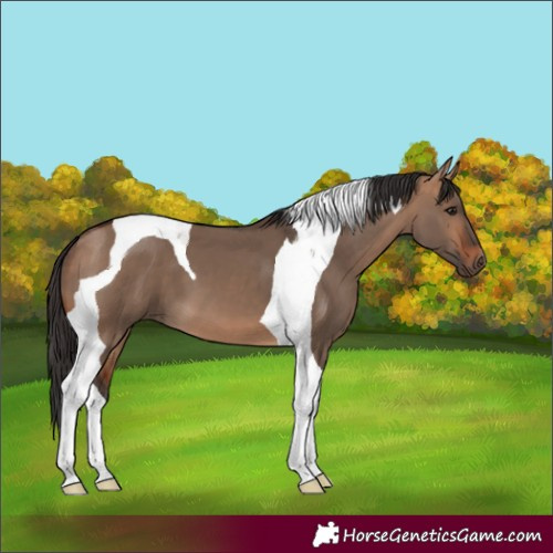 Horse Color:Bay Dun Tobiano 