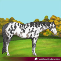 Horse Color:Black Sabino Near Leopard 