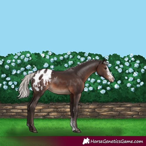 Horse Color:Silver Brown Sabino Appaloosa Rabicano