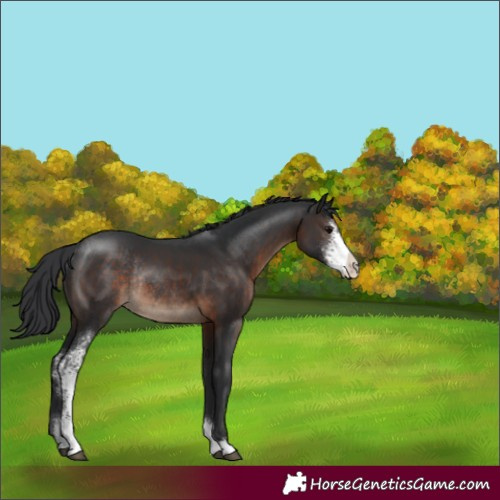 Horse Color:Brown Sabino Rabicano 