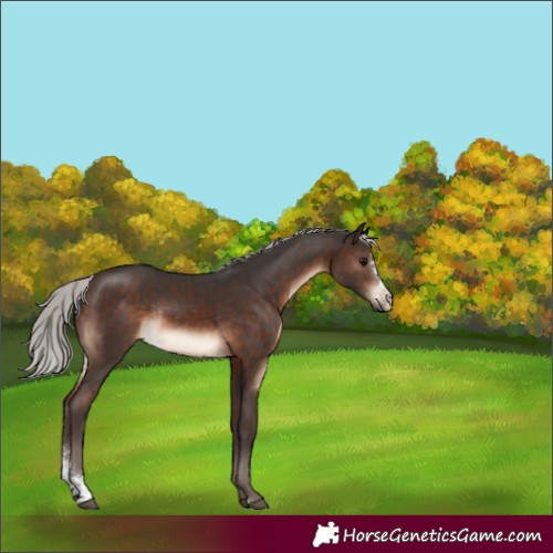 Horse Color:Silver Brown Sabino Rabicano 