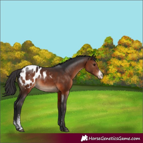 Horse Color:Brown Sabino Blanket Rabicano 