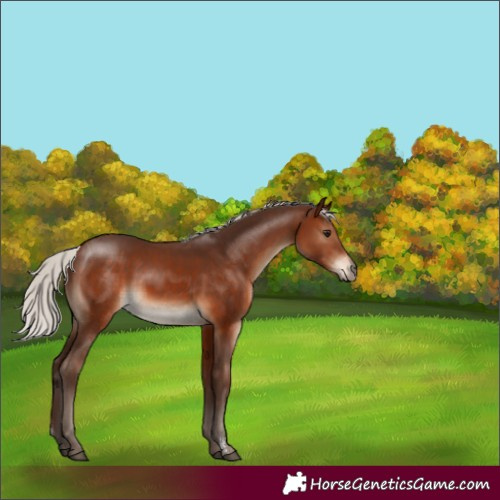 Horse Color:Silver Brown Sabino Rabicano 