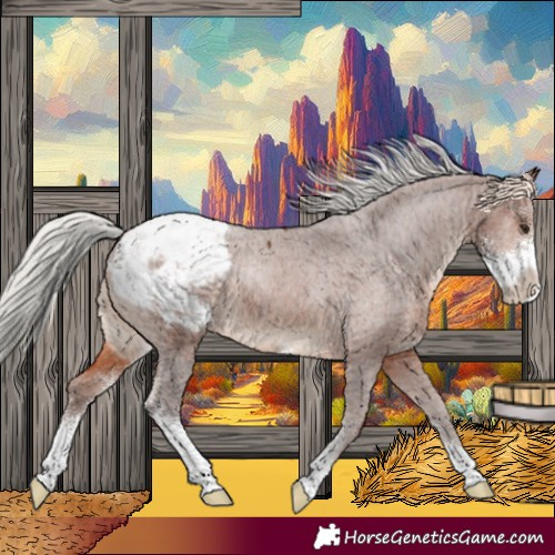 Horse Color:Silver Brown Sabino Appaloosa 