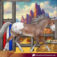 Horse Color:Silver Brown Sabino Appaloosa 