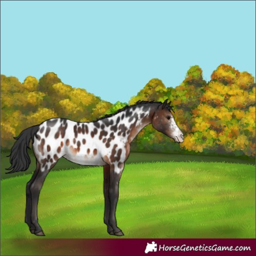 Horse Color:Brown Sabino Near Leopard 