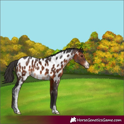 Horse Color:Brown Sabino Near Leopard 