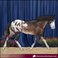 Horse Color:Brown Sabino Appaloosa Rabicano