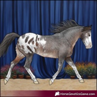 Horse Color:Brown Sabino Appaloosa Rabicano 