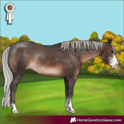 Horse Color:Silver Brown Sabino Appaloosa Rabicano 