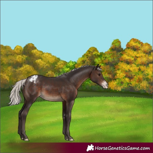 Horse Color:Silver Brown Sabino Appaloosa Rabicano 