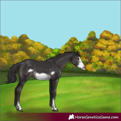 Horse Color:Smoky Black Sabino Frame 