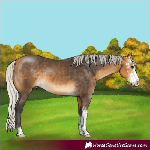 Horse Color:Silver Buckskin Sabino 