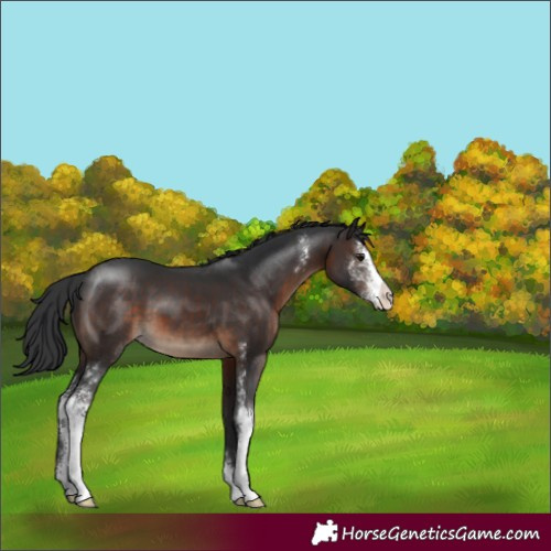 Horse Color:Brown Sabino 