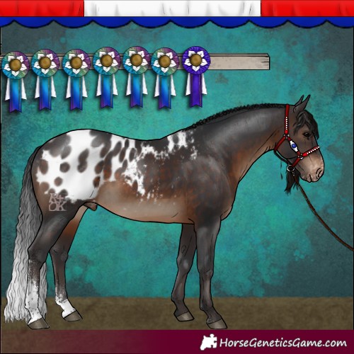 Horse Color:Brown Sabino Blanket Rabicano 
