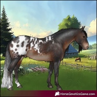 Horse Color:Brown Sabino Appaloosa Rabicano 