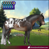 Horse Color:Brown Sabino Blanket Rabicano 