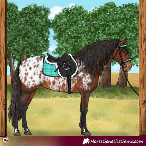 Horse Color:Bay Appaloosa and Bay Appaloosa