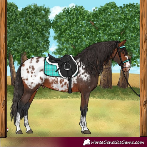 Horse Color:Bay Appaloosa  and Bay Appaloosa 