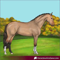 Horse Color:Bay Dun