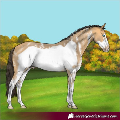 Horse Color:Buckskin Sabino Frame 