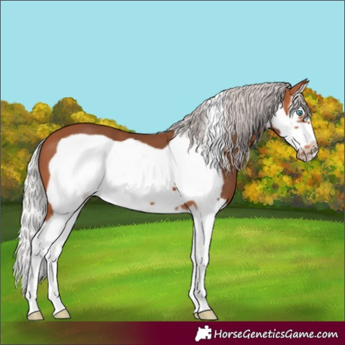 Horse Color:Silver Bay Splash Frame 