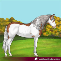 Horse Color:Silver Bay Splash Frame
