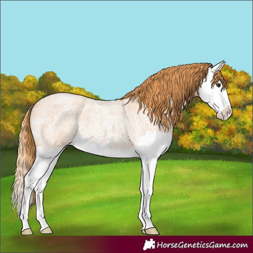 Horse Color:Red Roan Splash 