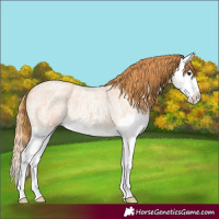 Horse Color:Red Roan Splash 