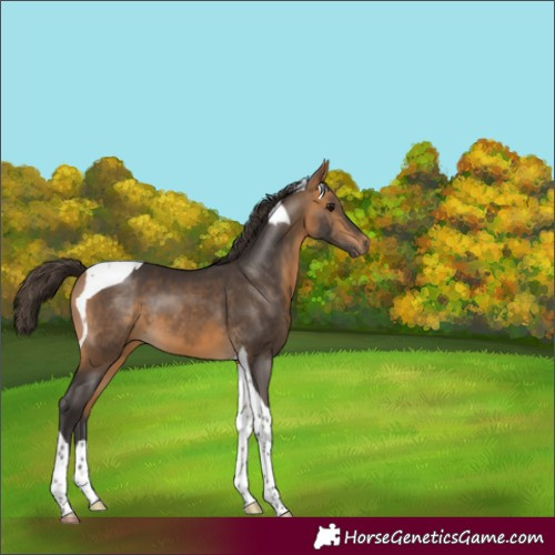 Horse Color:Buckskin Tobiano 