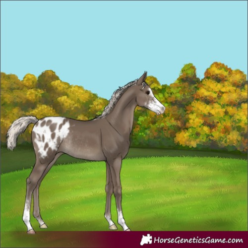 Horse Color:Silver Smoky Black Sabino Blanket Rabicano