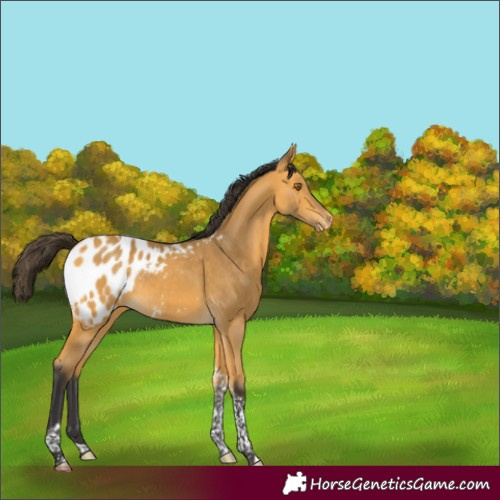 Horse Color:Buckskin Tobiano Blanket Rabicano 
