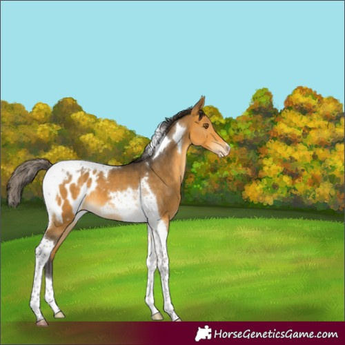 Horse Color:Buckskin Tobiano Blanket 