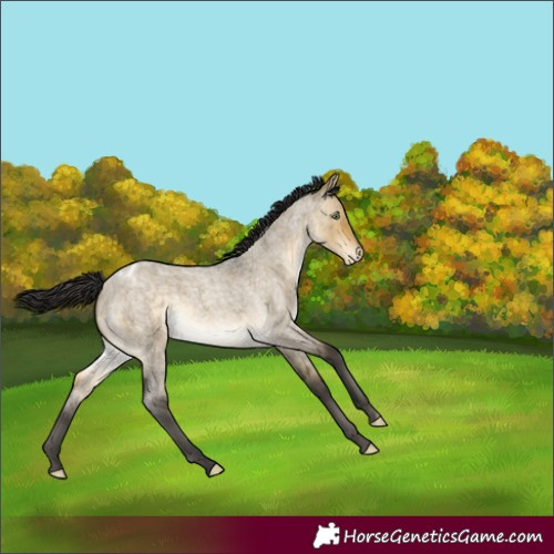 Horse Color:Buckskin Roan Dun Blanket 