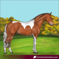 Horse Color:Silver Bay Tobiano