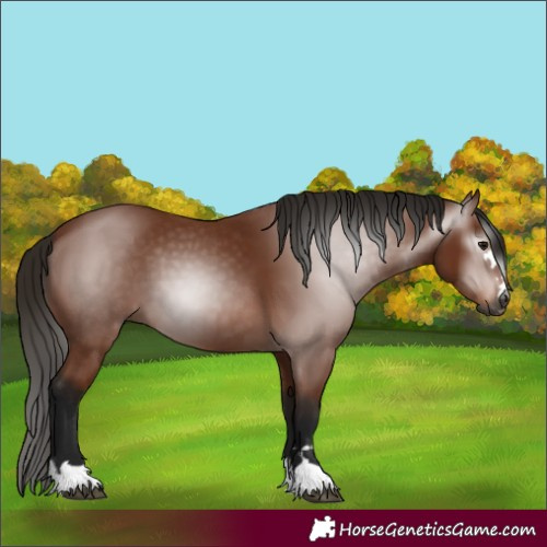 Horse Color:Gray Bay 