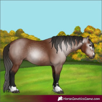 Horse Color:Gray Bay
