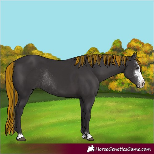 Horse Color:Painted Smoky Black Sabino Rabicano