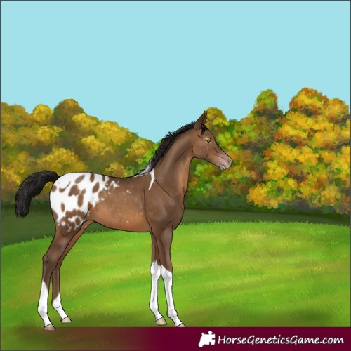 Horse Color:Unknown 